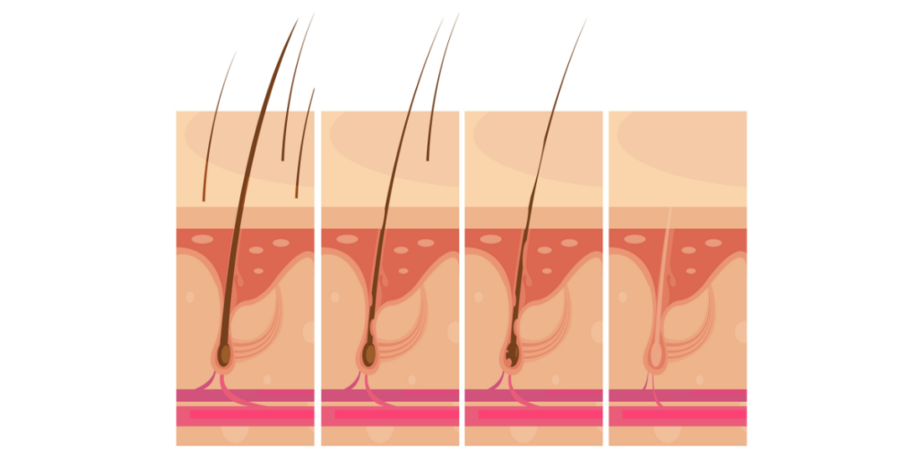 Crecimiento del pelo